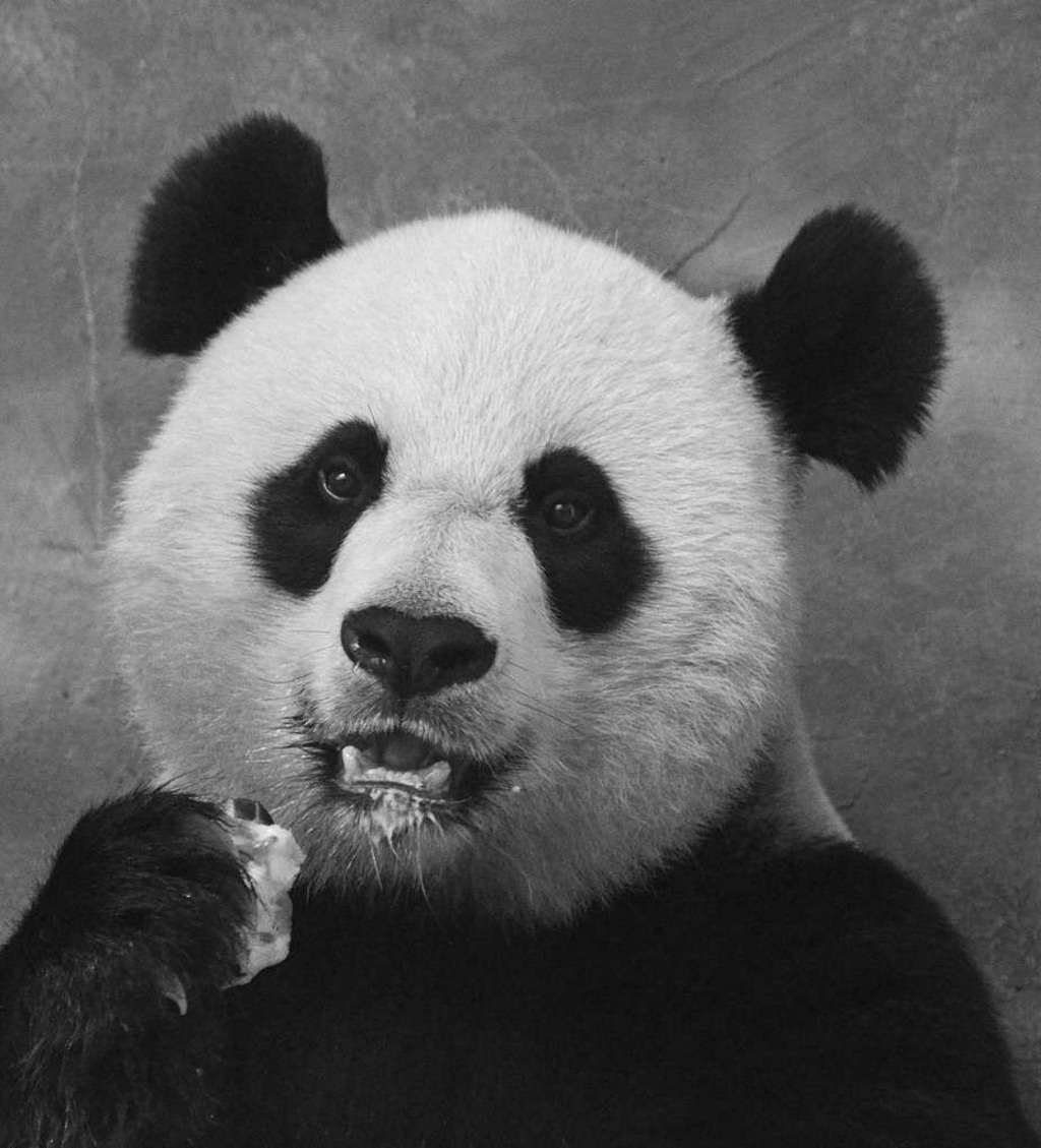 Мать Бао Бао – большая панда Мэй Сян.