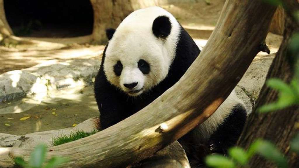 К сожалению, Басы не удалось установить новый рекорд продолжительности жизни среди больших панд.