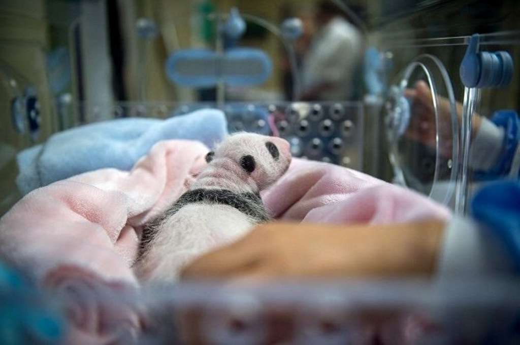 В течение примерно трех месяцев у малыша большой панды не будет настоящего имени.