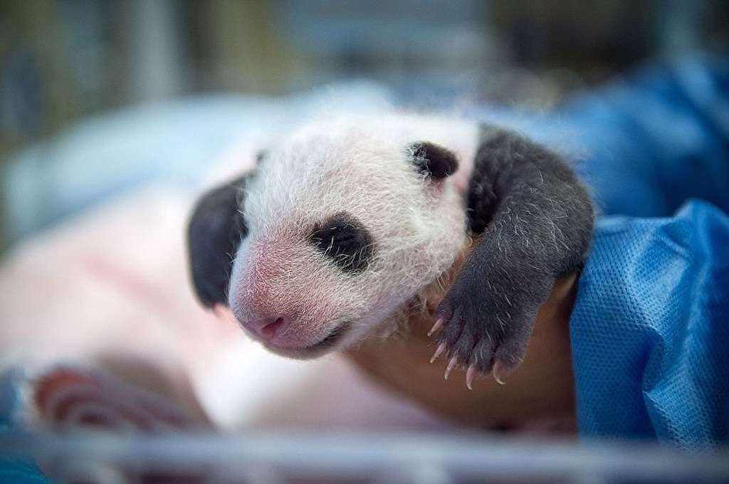 Первый детеныш большой панды, рожденный во Франции.