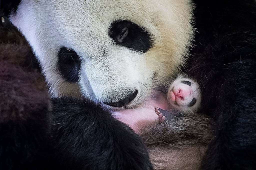 К сожалению, расчет на рождение близнецов-панд не оправдался