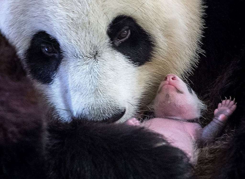 В зоопарке Боваль детеныш будет жить около двух лет, после чего «эмигрирует» в Китай.