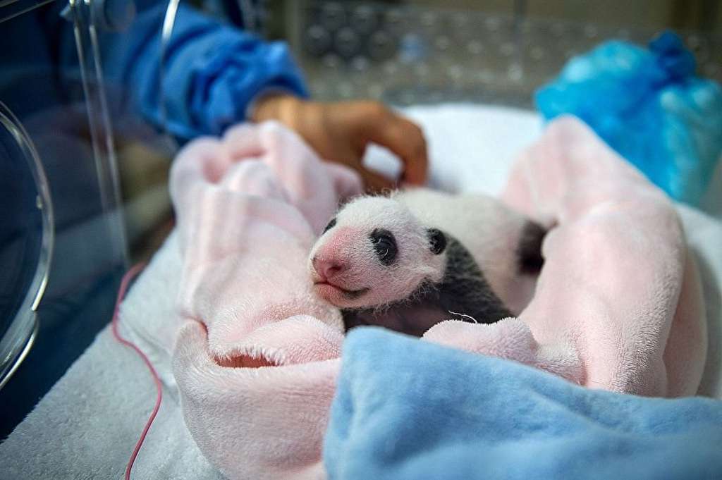 За здоровьем маленькой панды и ее матери будут следить лучшие ветеринары мира.