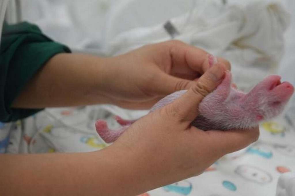 Осмотр новорожденного панденыша медработниками Центра по охране и исследованию больших панд.