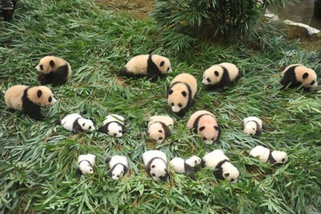 Девятнадцать детенышей больших панд, родившихся в заповеднике Волун, решили вместе прогуляться на свежем воздухе.