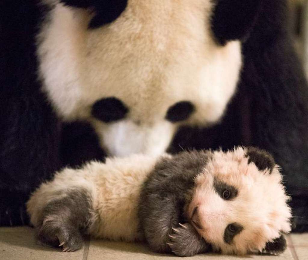 Вскоре эта крошечная большая панда станет обладательницей взрослого имени.