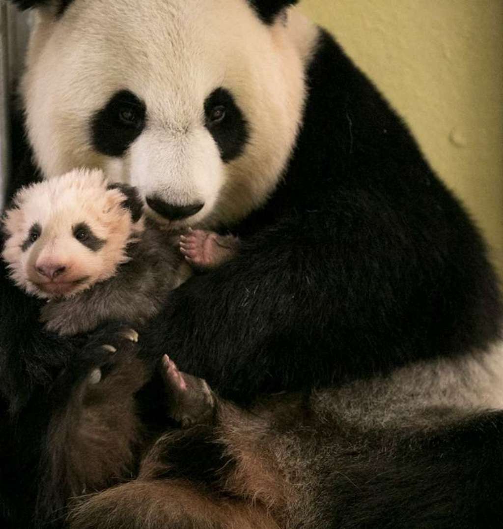 Хотя панда-мама и рада отдохнуть от материнских забот, она по-прежнему души не чает в своем детеныше.