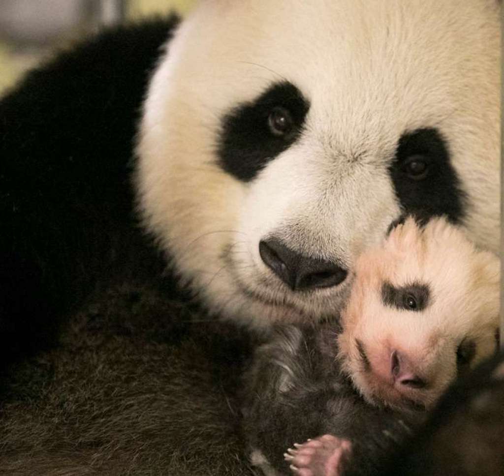 Благодаря этому детенышу большой панды, известный на весь мир зоопарк стал еще более знаменитым.