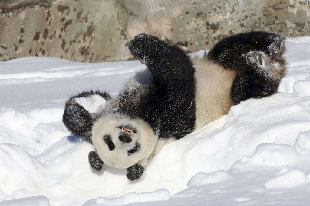 Этот детеныш большой панды просто великолепен! Кувыркаться в снегу с такой шубой – одно удовольствие!