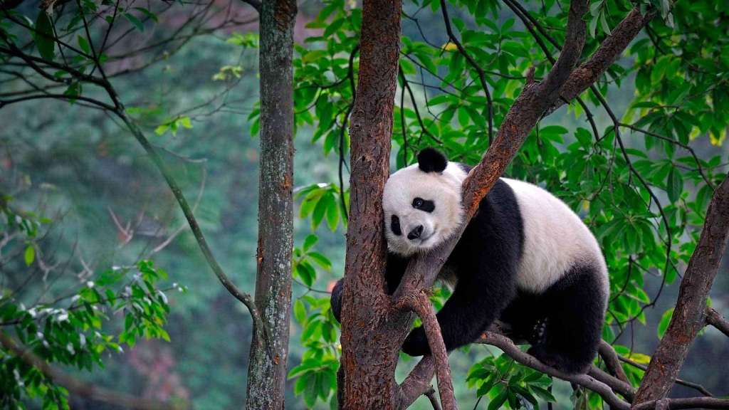 Вероятно, панда-мать ненадолго отлучилась за бамбуком, поэтому малыш остался один. 