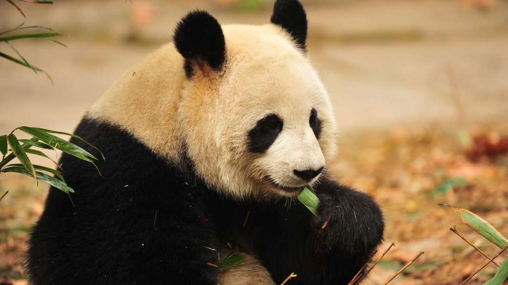 На самом деле больших панд больше интересуют побеги бамбука, чем посетители.