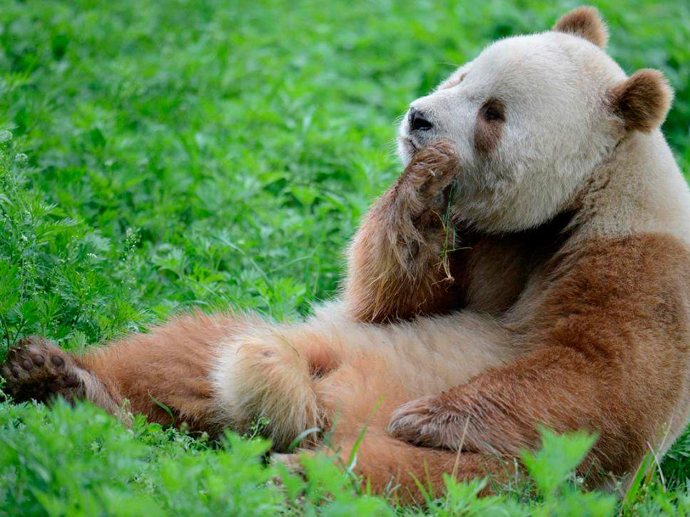 Где живет большая коричневая панда