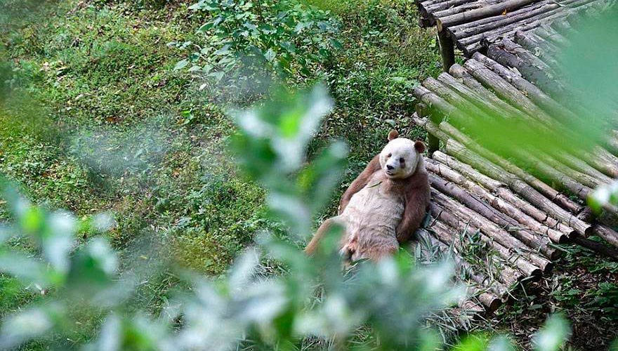 Где живет большая коричневая панда