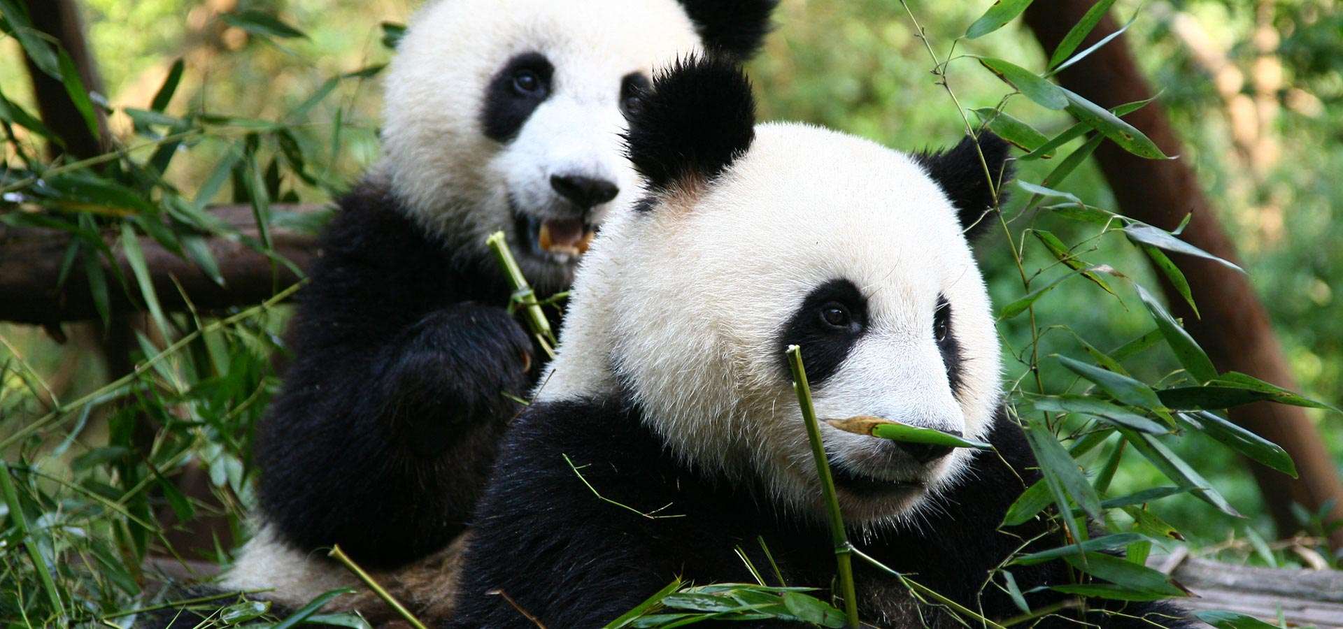 Где живет панда на каком