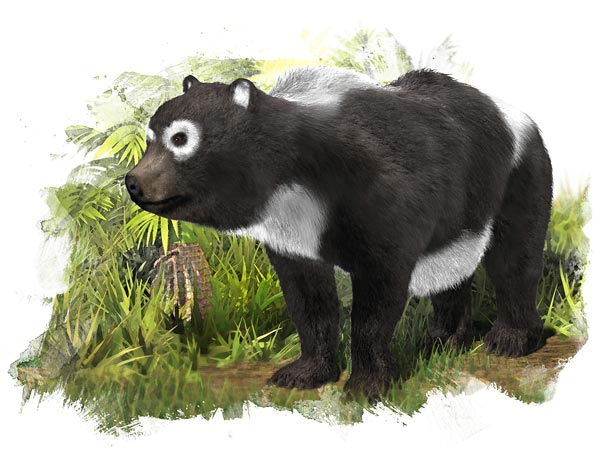 Ailuropoda microta – самая древняя большая панда