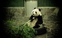 В какой стране живут панды, где они обитают.