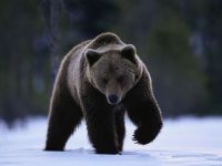 Впоследствии панду считали чуть ли не предком всех медведей.