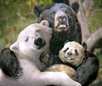 Сейчас большая панда прочно обосновалась в семействе медвежьих.