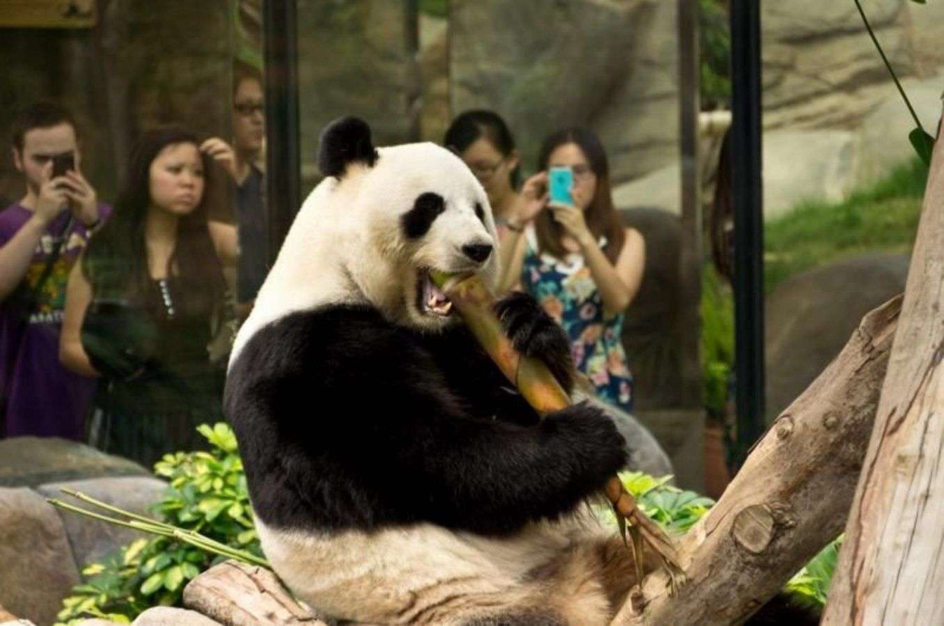 Панда живет в зоопарке. Цзя Цзя Панда. Самая большая Панда в мире. Панда парк в Гонконге. Панда в зоопарке.