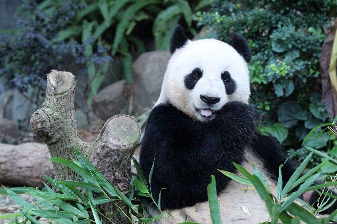 Большая панда сколько живут. Цзя Цзя Панда. Большая Панда. Лин-Лин (большая Панда). Гигантская Панда.