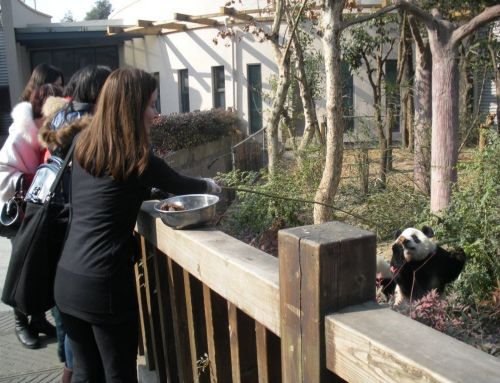 Китайский зоопарк питомник и заповедник панд в Чэнду