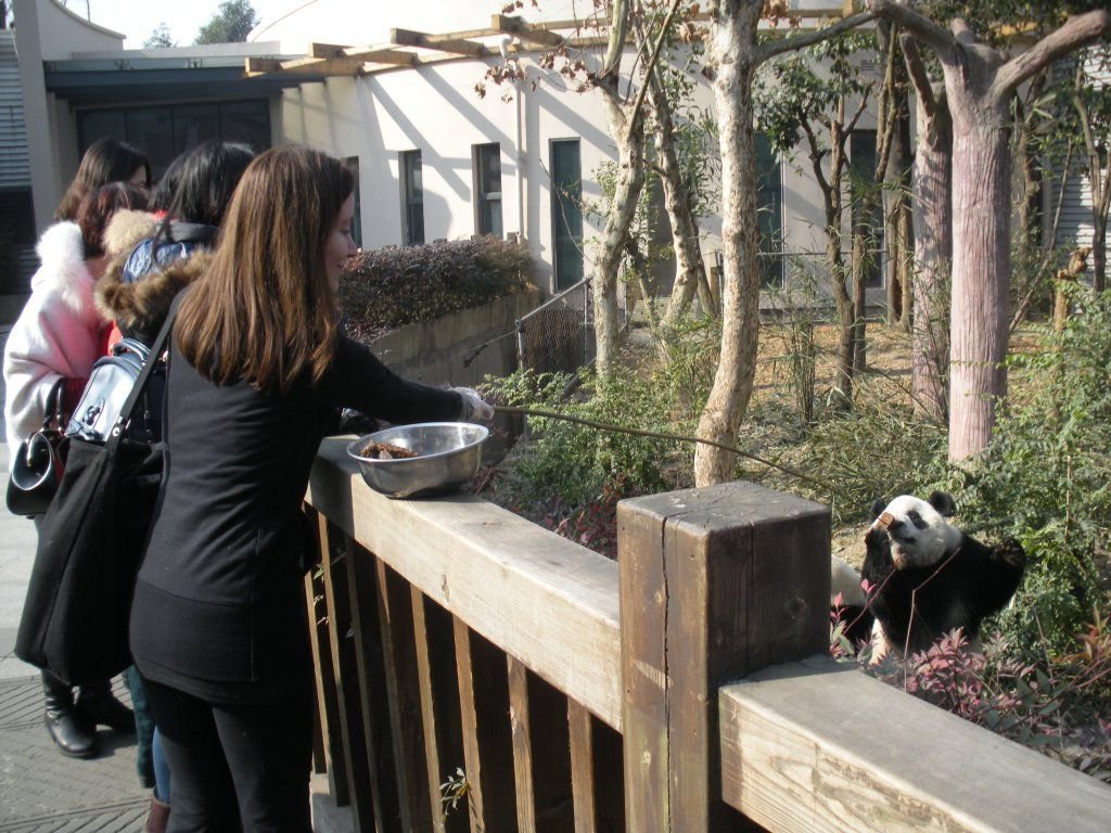 Китайский зоопарк питомник и заповедник панд в Чэнду