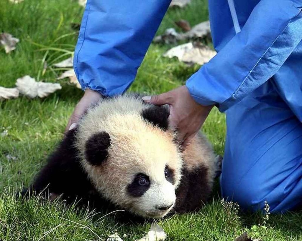 Малышка панда новости. Панда. Маленькие панды. Большие панды. Настоящие панды.