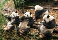 Популяция больших панд крайне разрознена и, по сути, представляет собой небольшие группы животных, зачастую приходящихся друг другу родственниками.