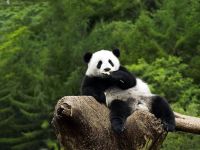 Малочисленность больших панд стала причиной того, что их внесли в Красную книгу как вымирающий вид.