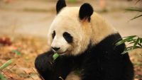 Борьба Китая за сохранение больших панд привела к росту их популяции и изменению краснокнижного статуса этого животного.