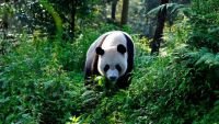 Каждая большая панда нуждается в большом количестве бамбука и возможности переходить с места на место, но дорожные коммуникации не дают им такой возможности.