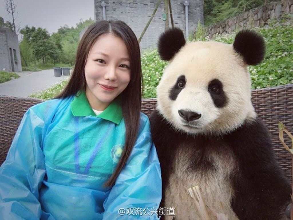 Большая панда умеющая делать сэлфи стала звездой интернета.