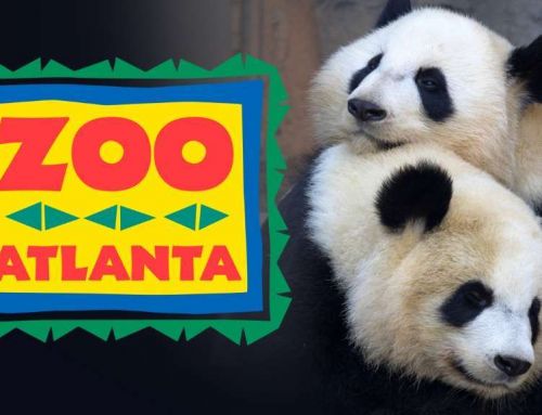 Панды зоопарка Атланты