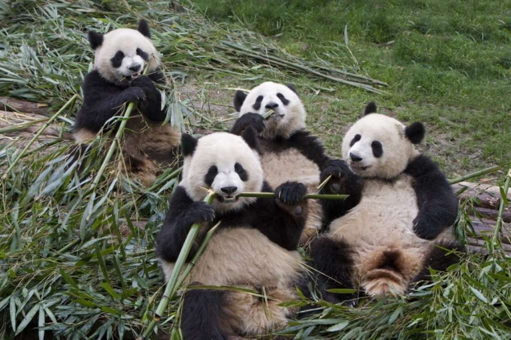 К сожалению, встретить в дикой природе сразу несколько панд почти невозможно.