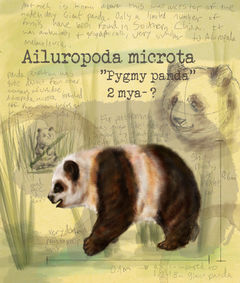 Ailuropoda microta – самая древняя большая панда