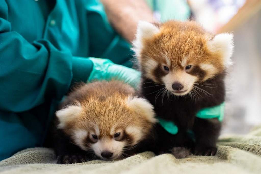 Детеныши красной панды из зоопарка «Woodland» уже заметно подросли.
