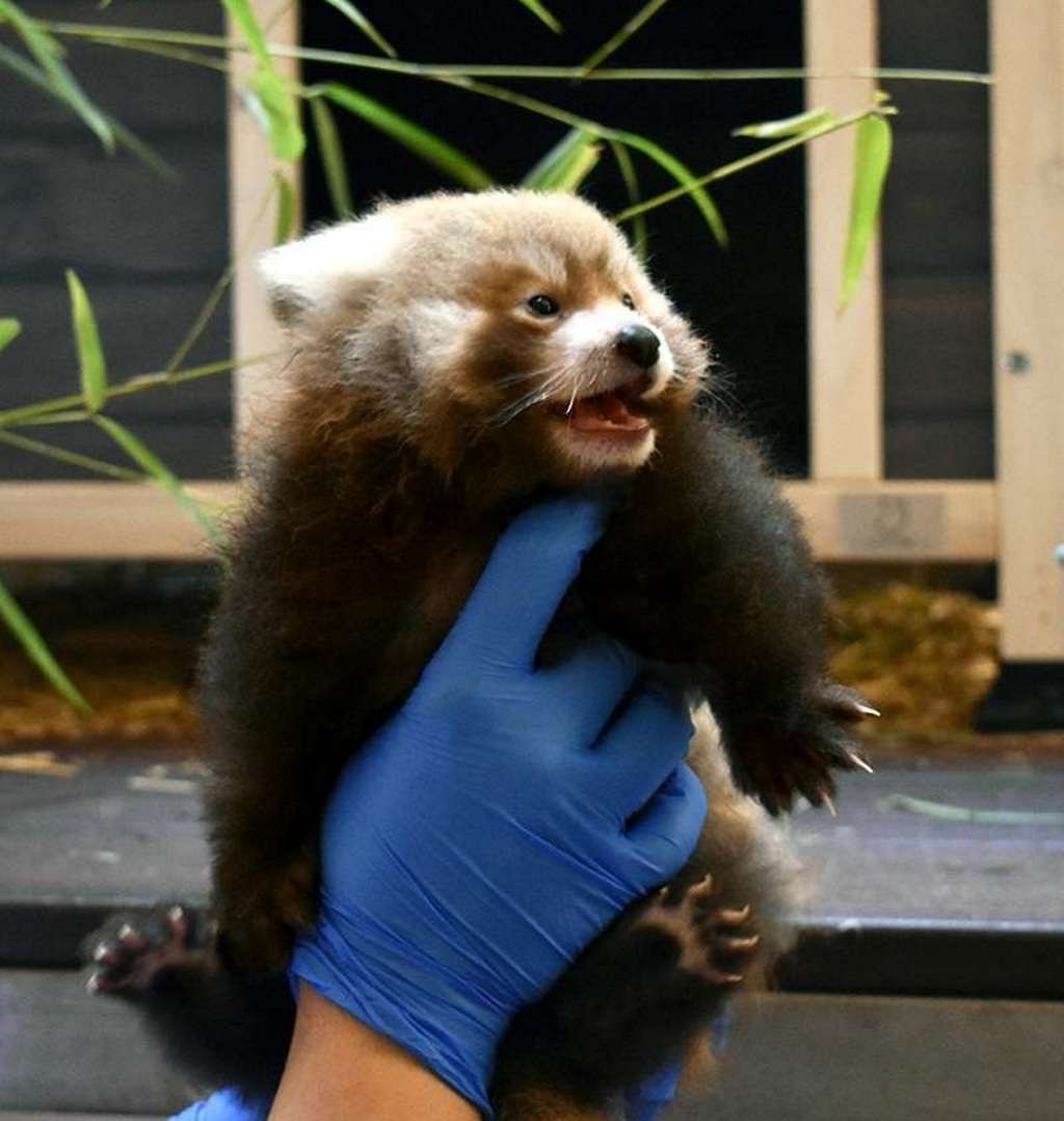Сотрудники зоопарка Вирджинии наконец-то могут брать детенышей на руки.