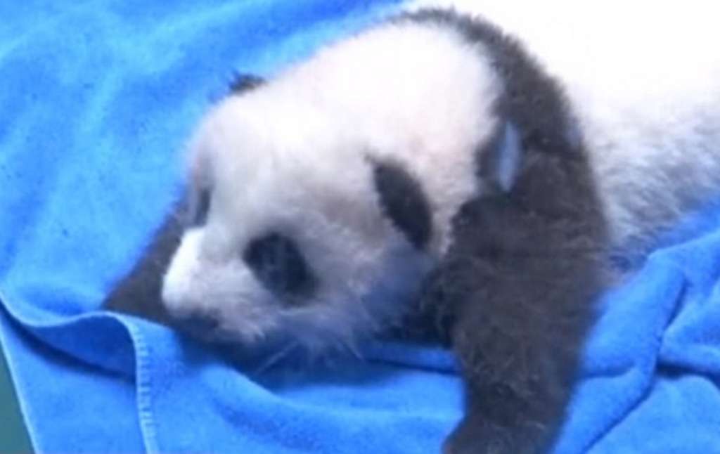 Новорожденное сокровище: детеныш большой панды пытается сделать первые шаги.