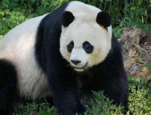 Вес, размеры, рост панды большой и малой (красной)