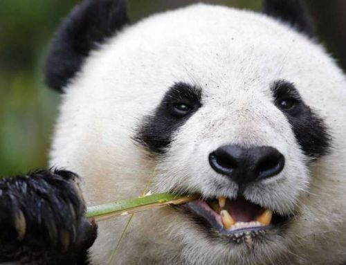 В каких зоопарках мира есть панды