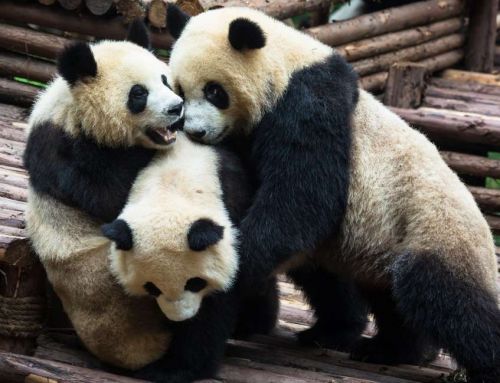 Бизнес на пандах: китайским зоопаркам теперь придется туго