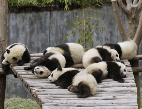 Маленькие панды празднуют китайский Новый год