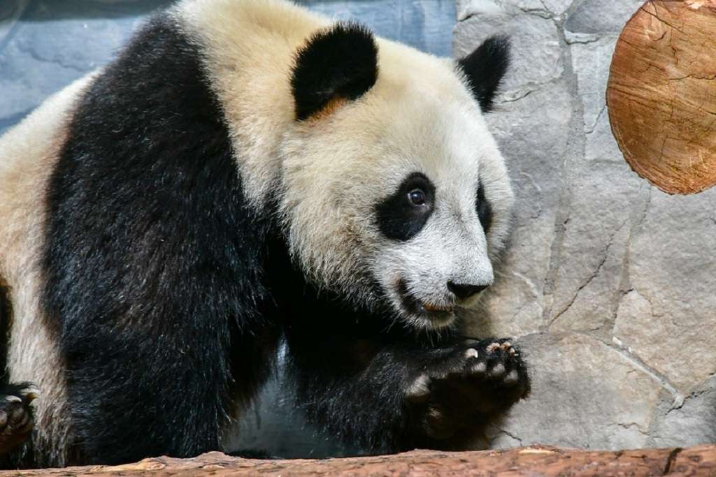 Зоопарк увидеть панду. Панда из Московского зоопарка. Панда в Московском зоопарке.